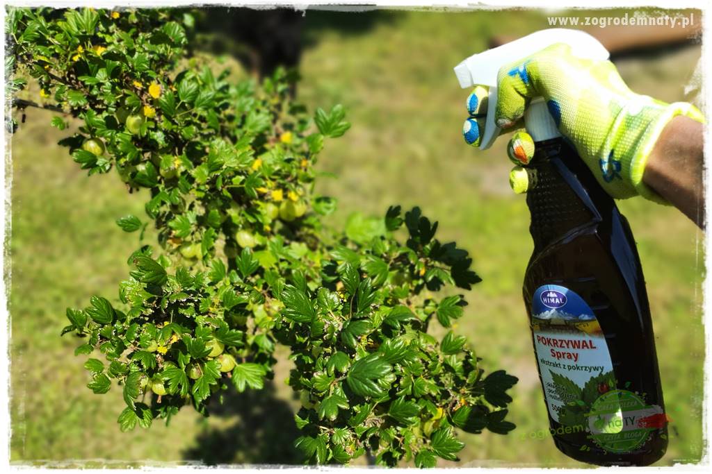 pożyteczne owady 35 pożyteczne owady 35