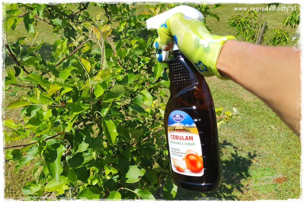 pożyteczne owady 36 pożyteczne owady 36