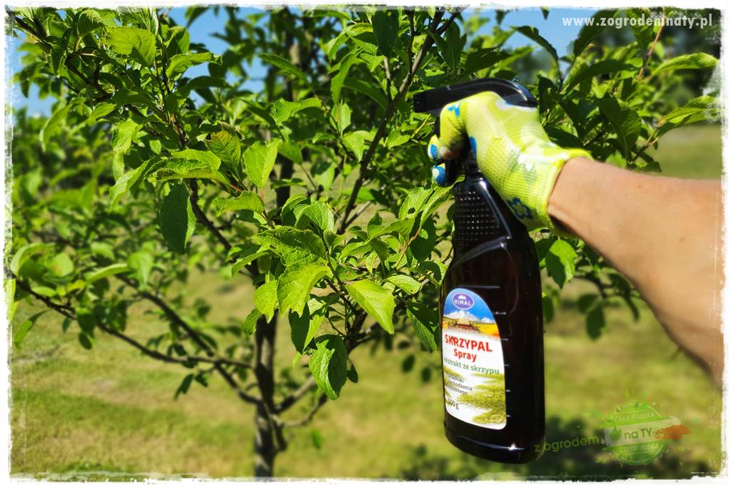 pożyteczne owady 37 pożyteczne owady 37