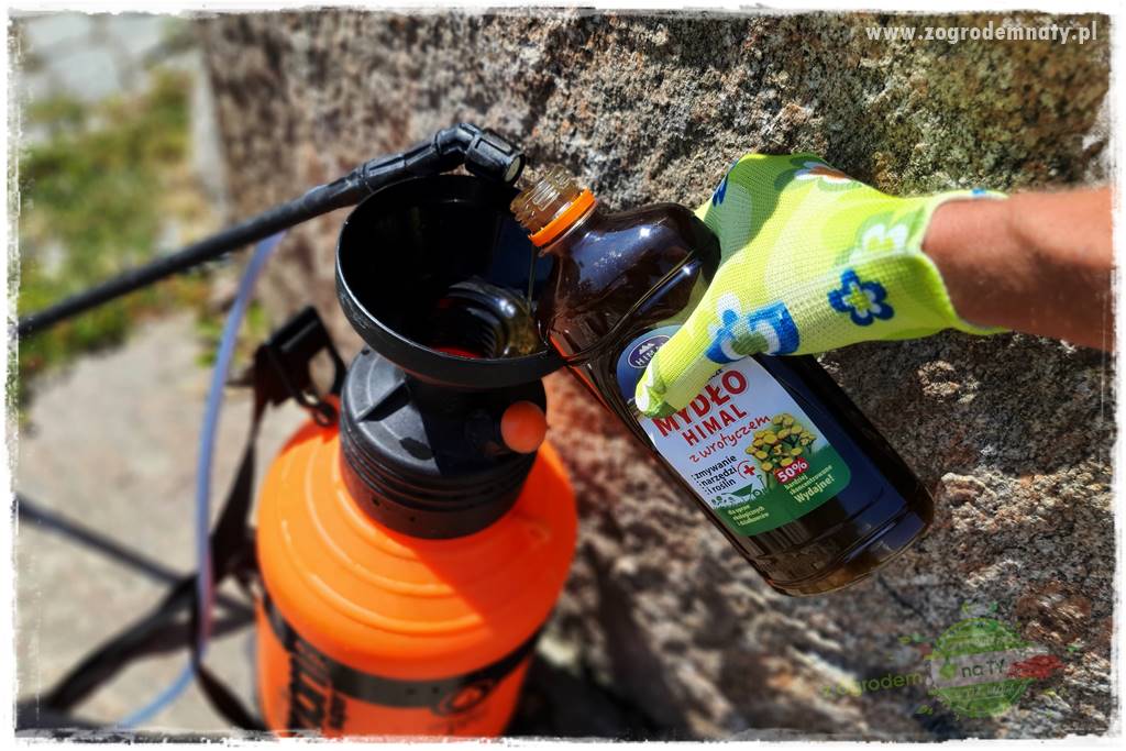 pożyteczne owady 39 pożyteczne owady 39