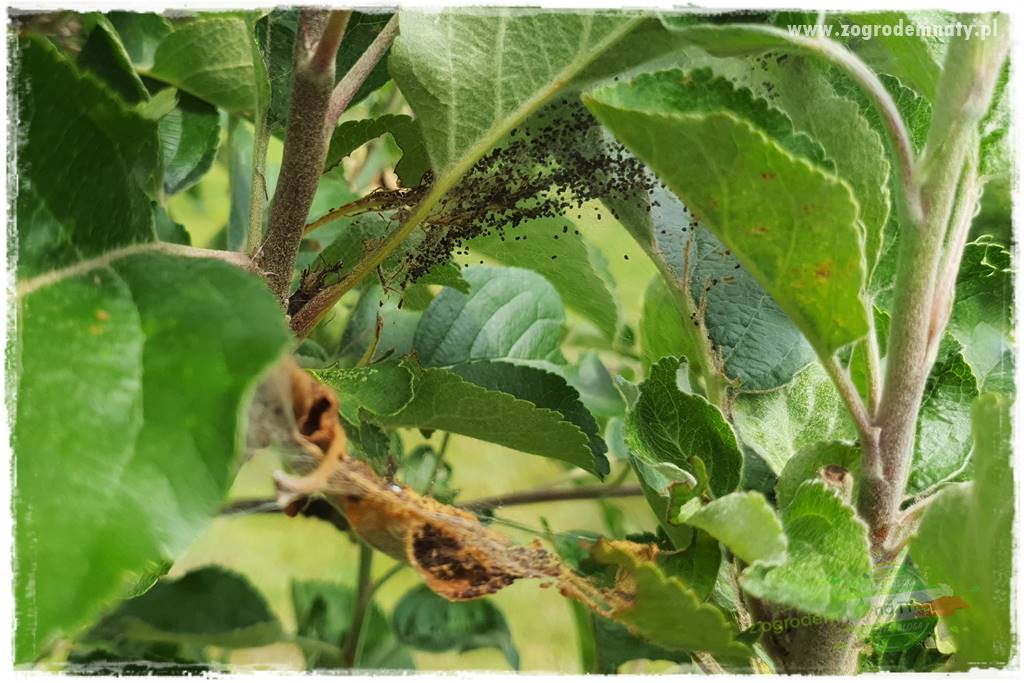 pożyteczne owady 4 pożyteczne owady 4