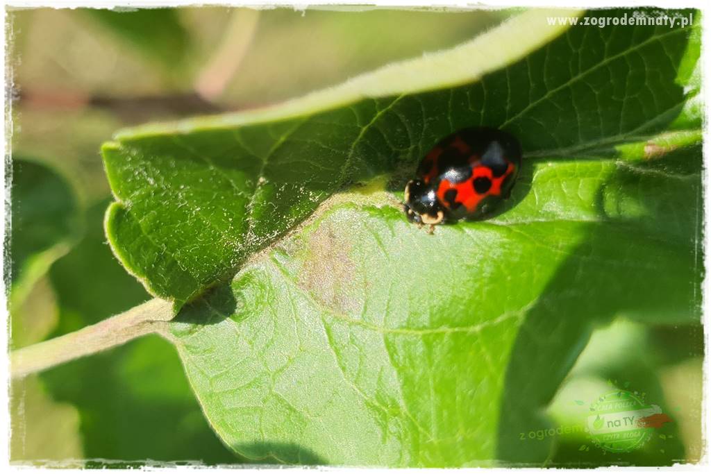 pożyteczne owady 5 pożyteczne owady 5
