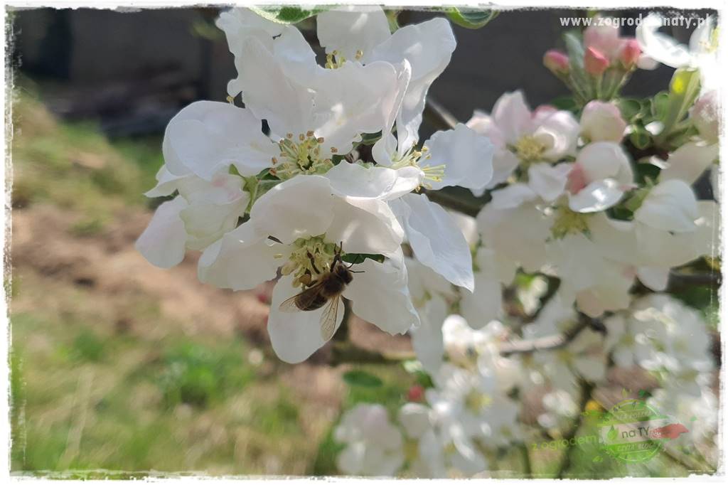 pożyteczne owady 6 pożyteczne owady 6