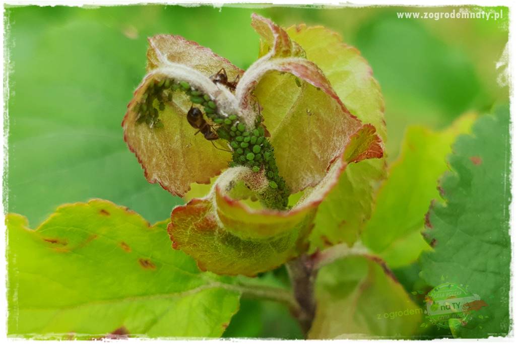 pożyteczne owady 7 pożyteczne owady 7