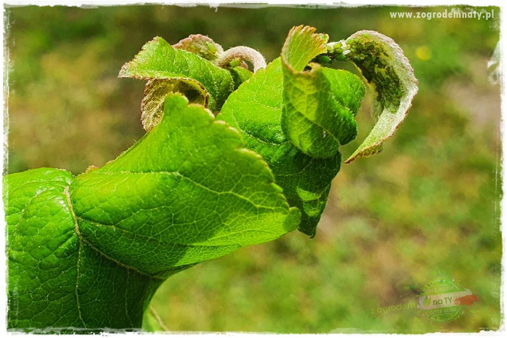 pożyteczne owady 8 pożyteczne owady 8