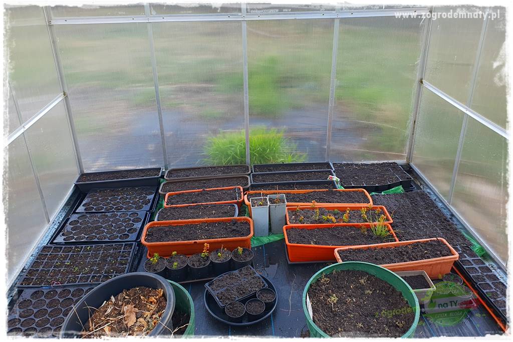 sadzenie rozsady kwiatów 1 sadzenie rozsady kwiatów 1