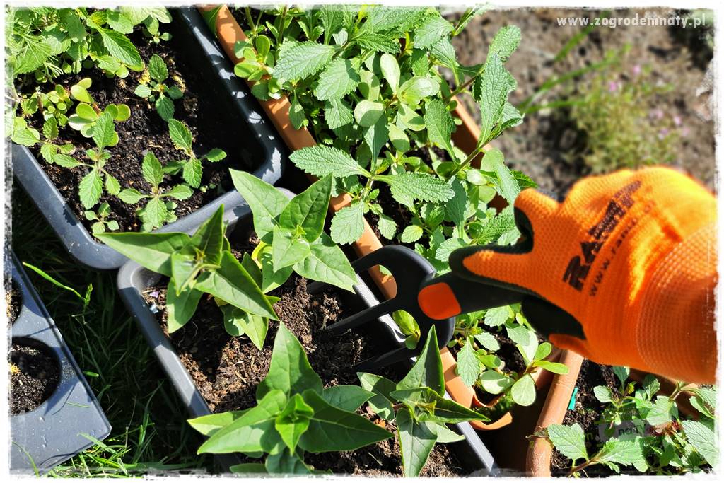 sadzenie rozsady kwiatów 10 sadzenie rozsady kwiatów 10