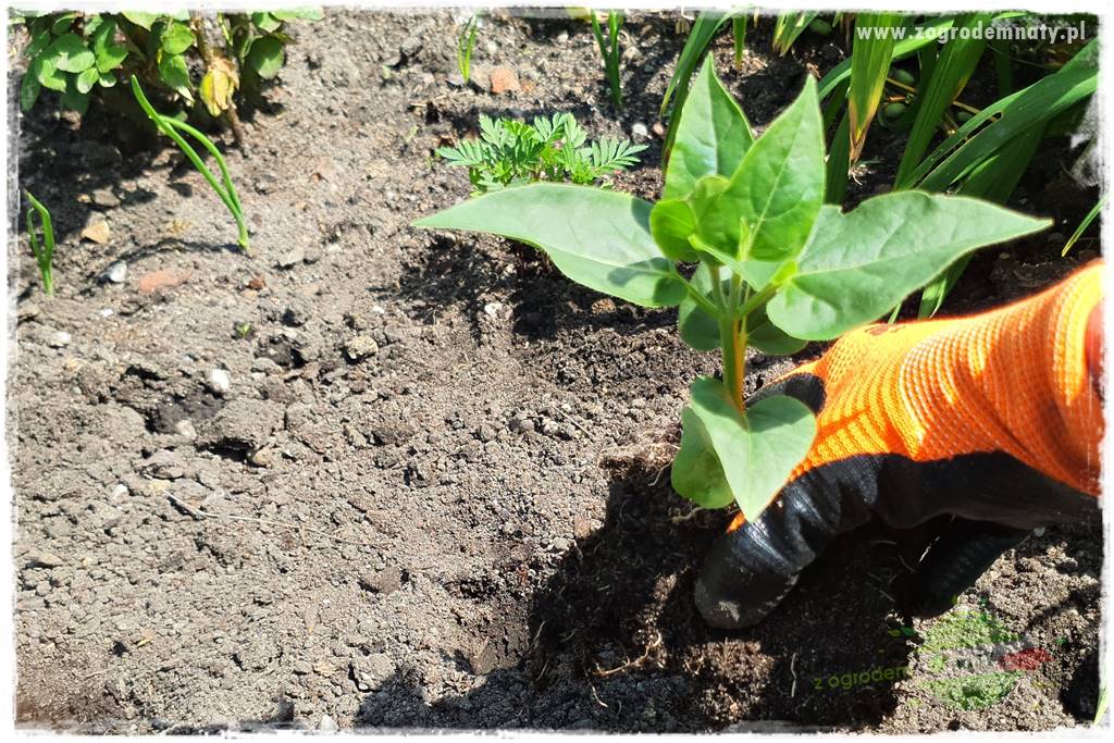 sadzenie rozsady kwiatów 12 sadzenie rozsady kwiatów 12