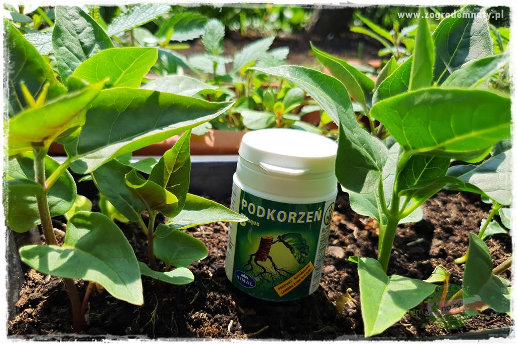 sadzenie rozsady kwiatów 13 sadzenie rozsady kwiatów 13