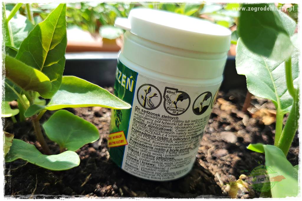 sadzenie rozsady kwiatów 14 sadzenie rozsady kwiatów 14