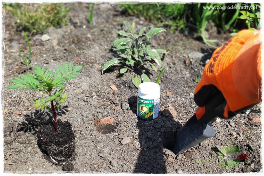 sadzenie rozsady kwiatów 16 sadzenie rozsady kwiatów 16