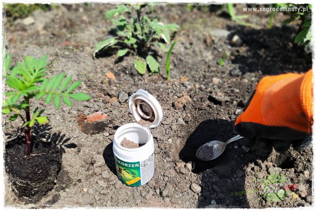 sadzenie rozsady kwiatów 17 sadzenie rozsady kwiatów 17