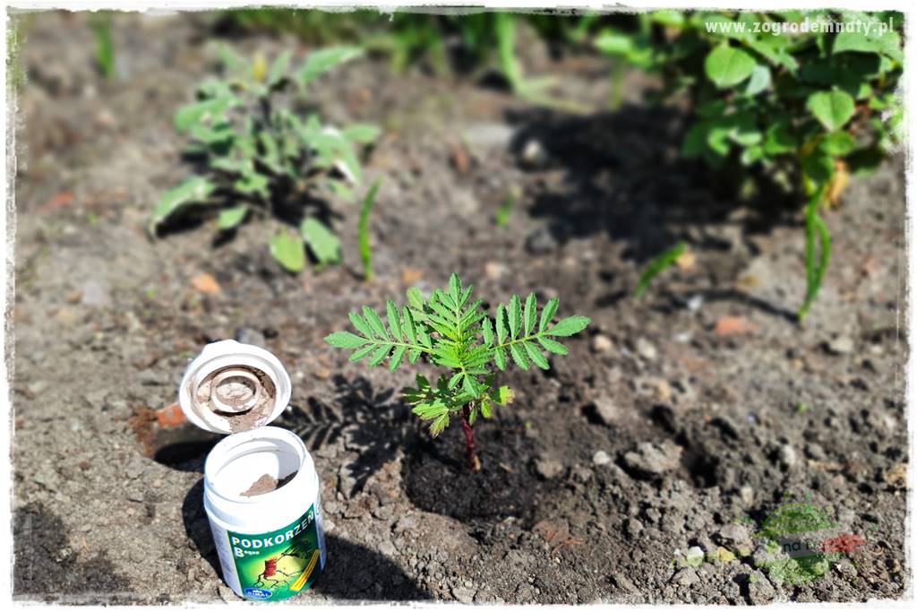 sadzenie rozsady kwiatów 18 sadzenie rozsady kwiatów 18