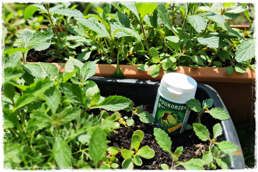 sadzenie rozsady kwiatów 19 sadzenie rozsady kwiatów 19