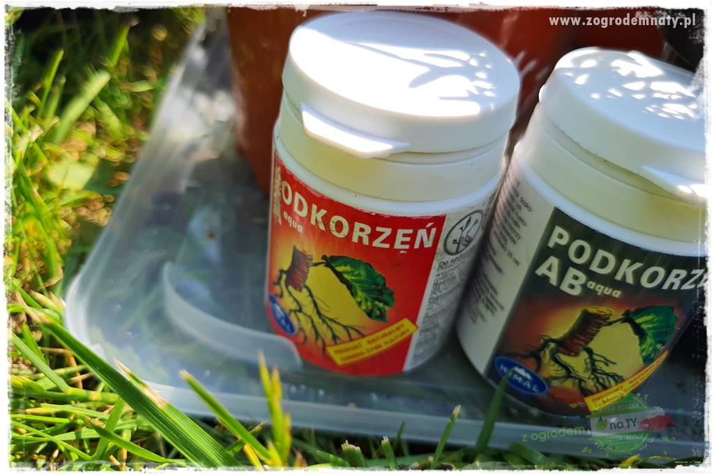 sadzenie rozsady kwiatów 20 sadzenie rozsady kwiatów 20