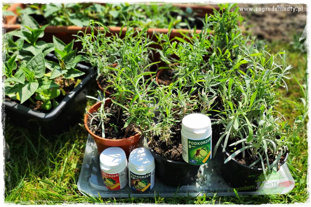 sadzenie rozsady kwiatów 21 sadzenie rozsady kwiatów 21