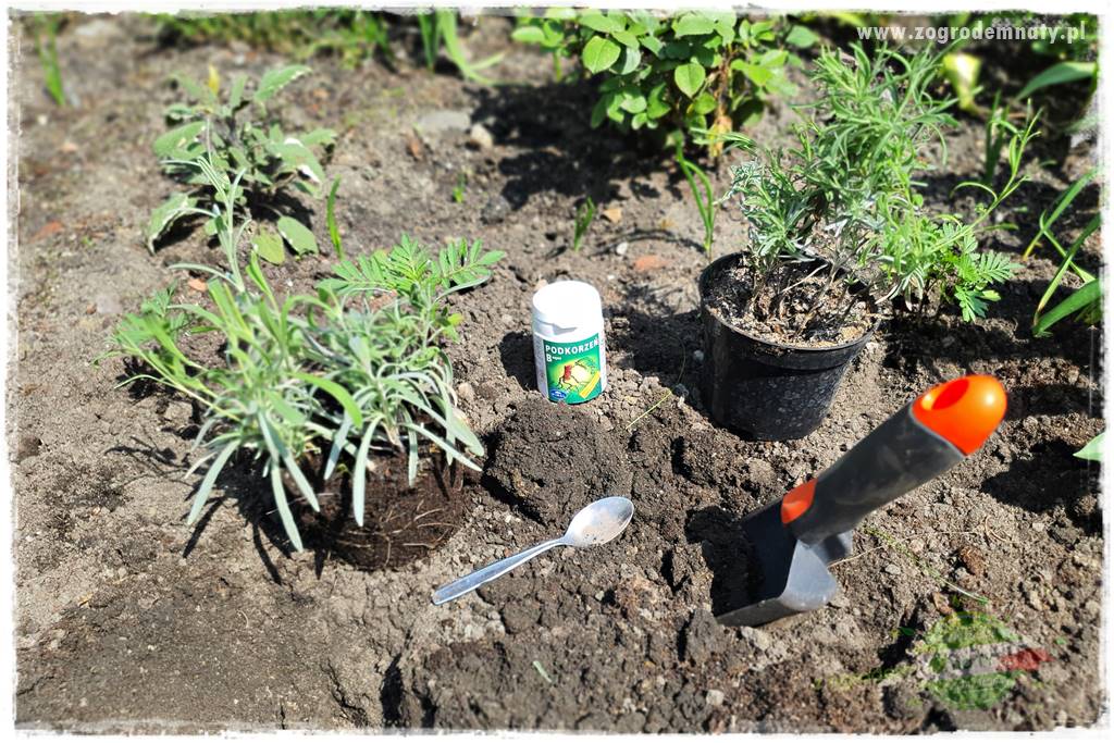 sadzenie rozsady kwiatów 22 sadzenie rozsady kwiatów 22