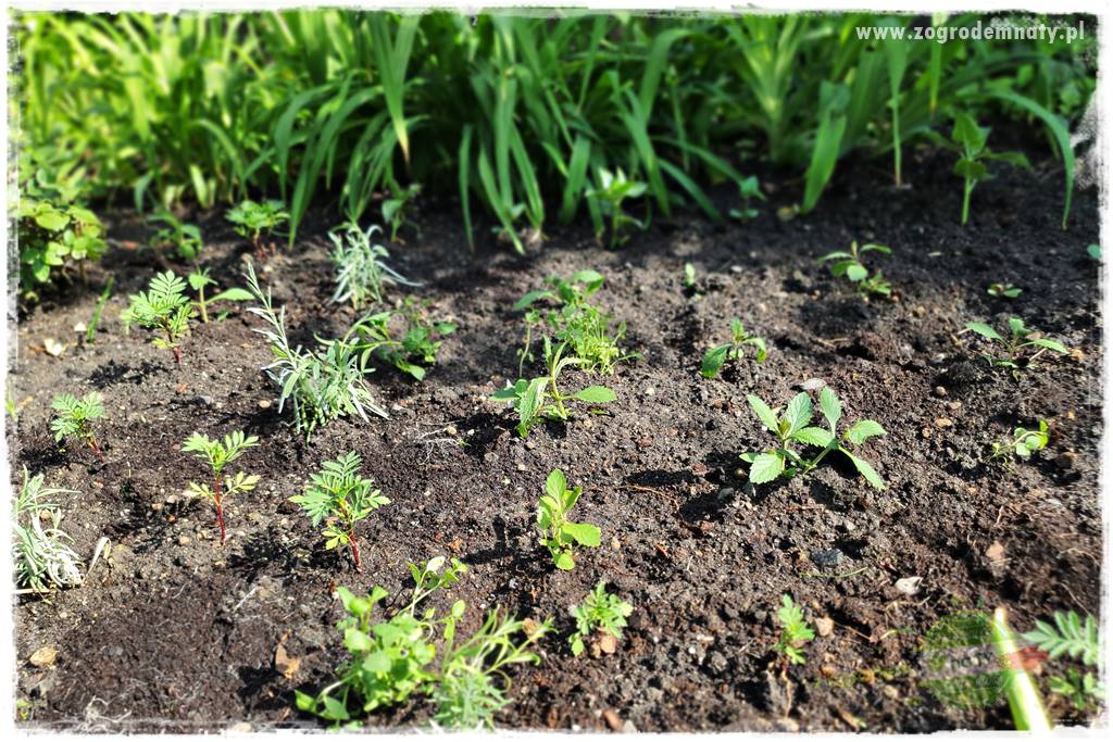 sadzenie rozsady kwiatów 23