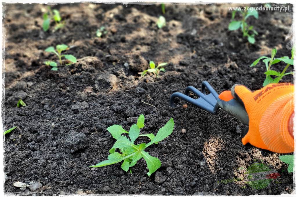 sadzenie rozsady kwiatów 24 sadzenie rozsady kwiatów 24