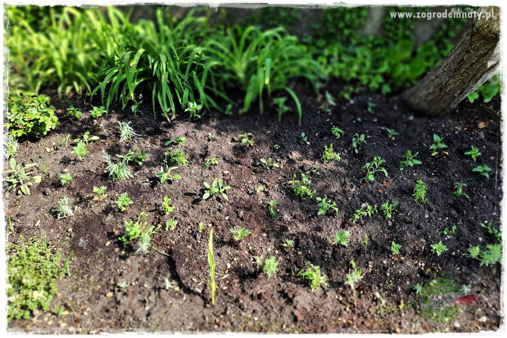 sadzenie rozsady kwiatów 25 sadzenie rozsady kwiatów 25