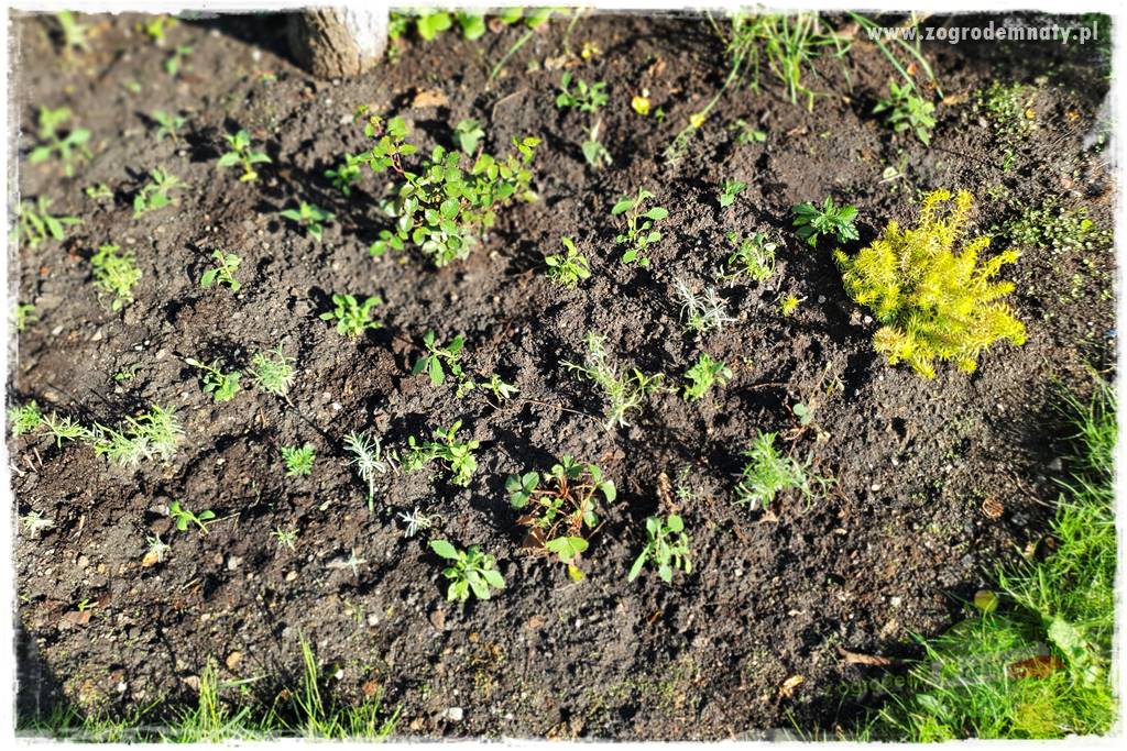 sadzenie rozsady kwiatów 26 sadzenie rozsady kwiatów 26