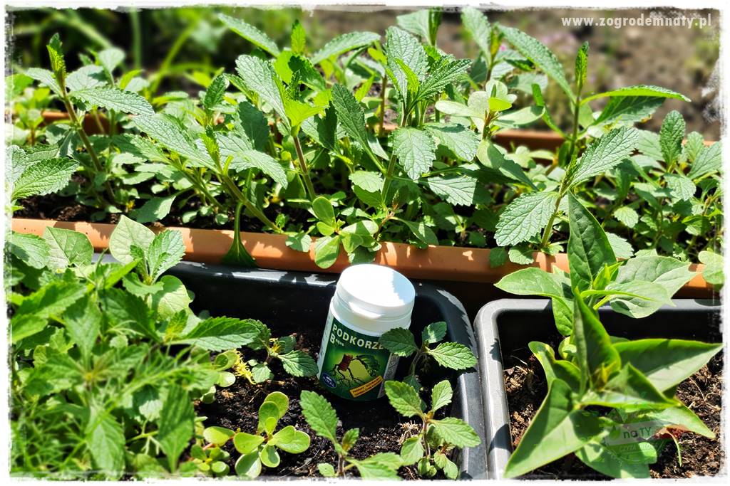 sadzenie rozsady kwiatów 28 sadzenie rozsady kwiatów 28