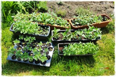 sadzenie rozsady kwiatów 3