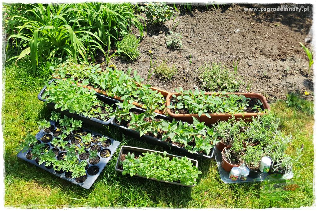 sadzenie rozsady kwiatów 4