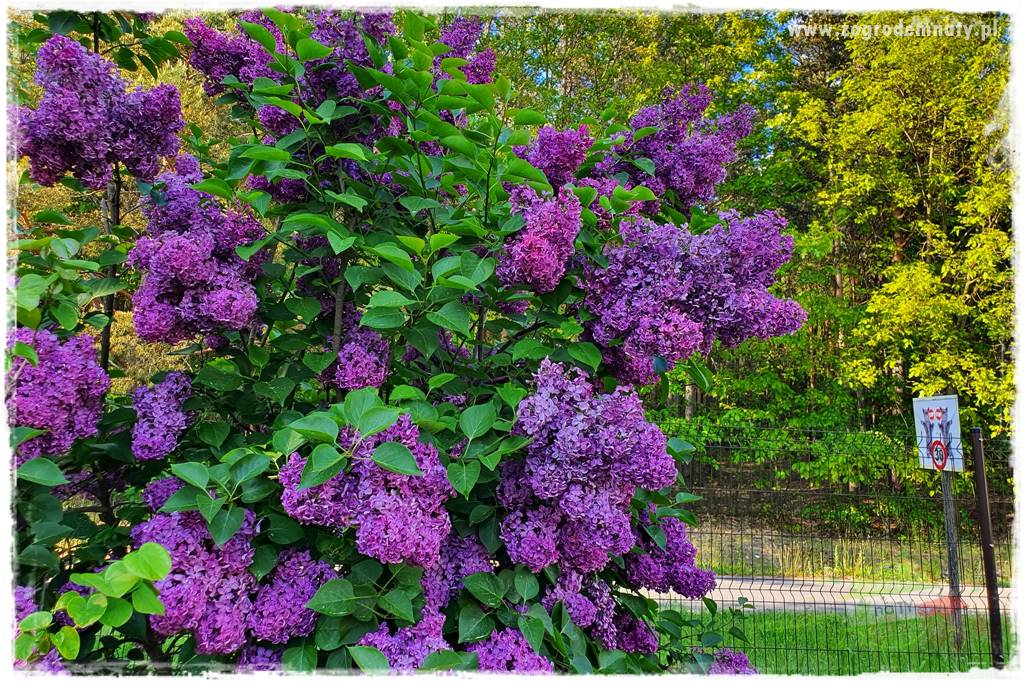 sadzenie rozsady kwiatów 5