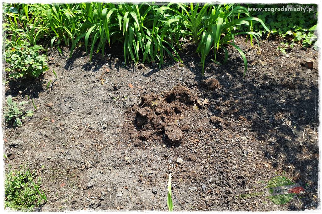 sadzenie rozsady kwiatów 6 sadzenie rozsady kwiatów 6