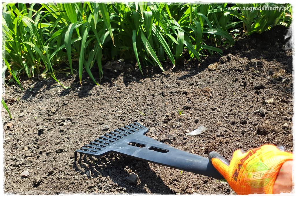 sadzenie rozsady kwiatów 7 sadzenie rozsady kwiatów 7