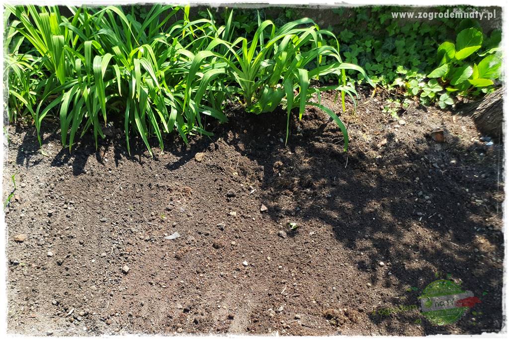 sadzenie rozsady kwiatów 8 sadzenie rozsady kwiatów 8