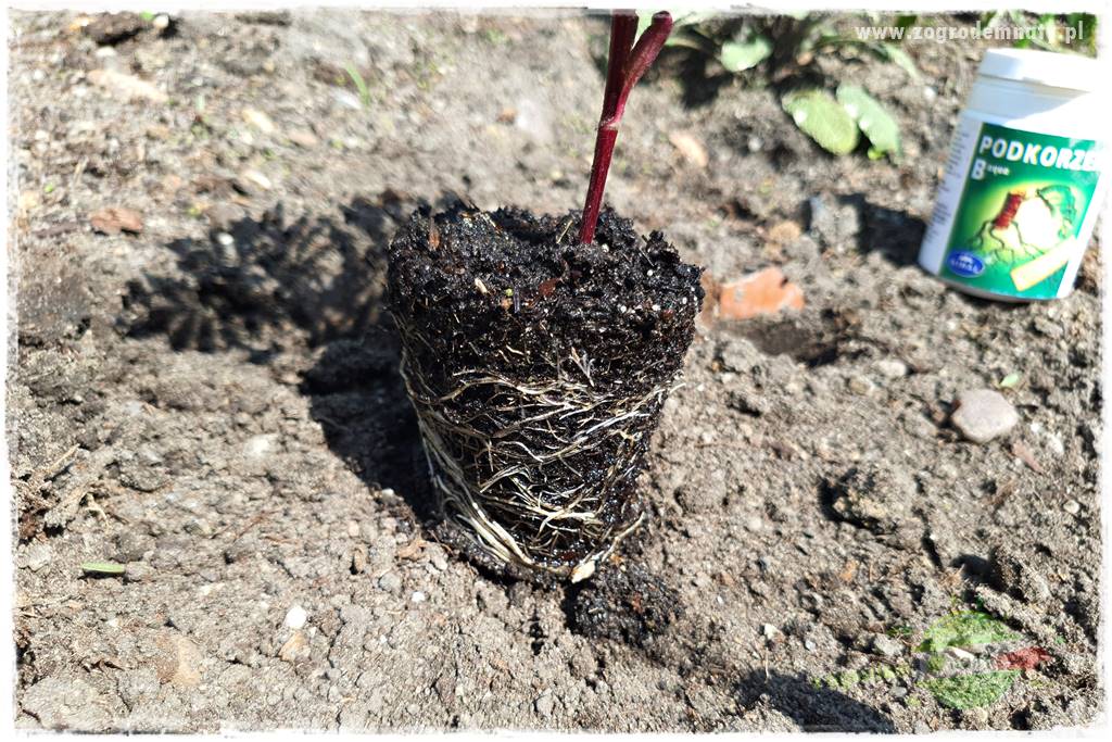 sadzenie rozsady kwiatów 9 sadzenie rozsady kwiatów 9