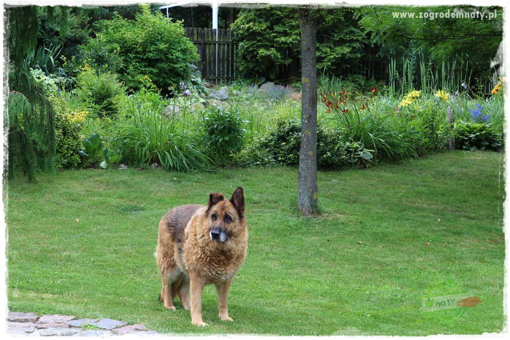 sposób na komary 7 sposób na komary 7