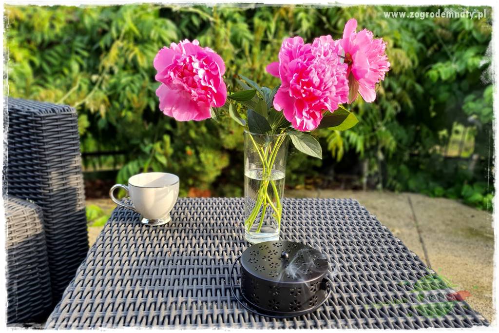 sposób na komary. 28 sposób na komary. 28