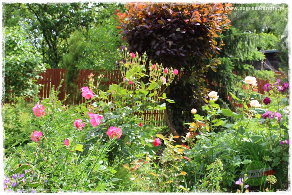 Ogrodowe studio fotograficzne 21