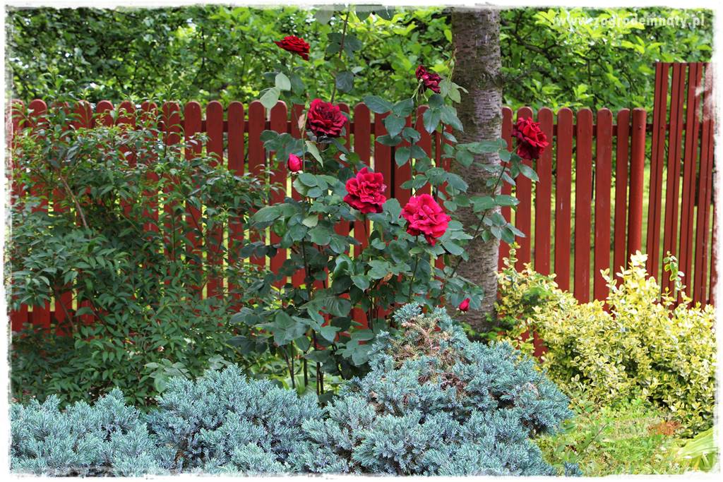 Ogrodowe studio fotograficzne 33