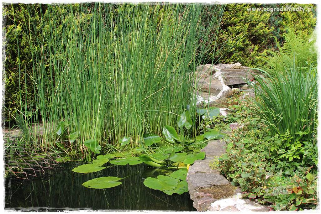 Ogrodowe studio fotograficzne 400