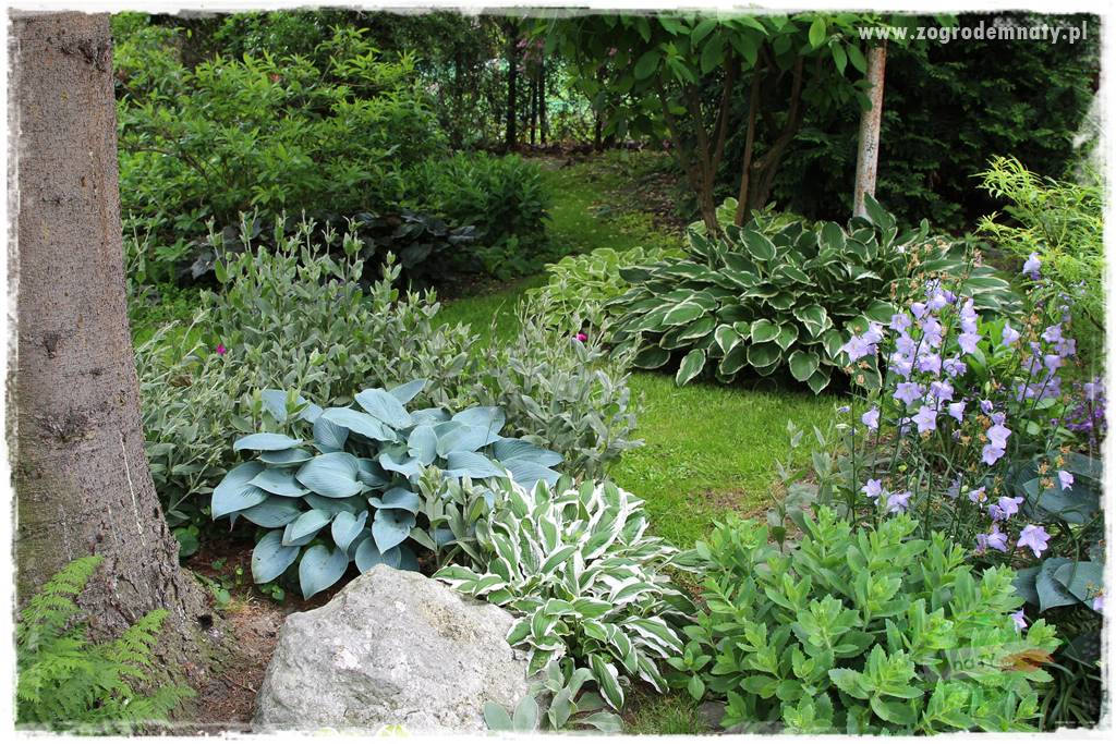 Ogrodowe studio fotograficzne 410