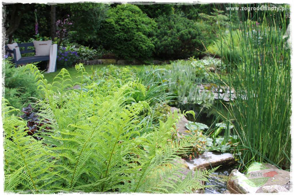 Ogrodowe studio fotograficzne 412