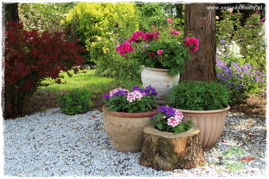 Ogrodowe studio fotograficzne 415