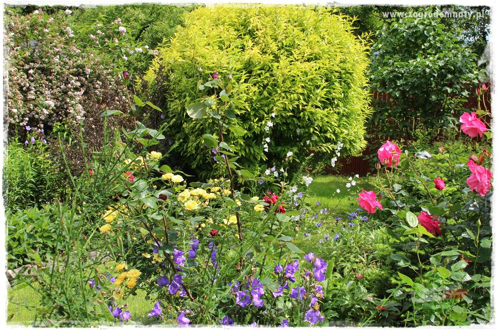 Ogrodowe studio fotograficzne 416