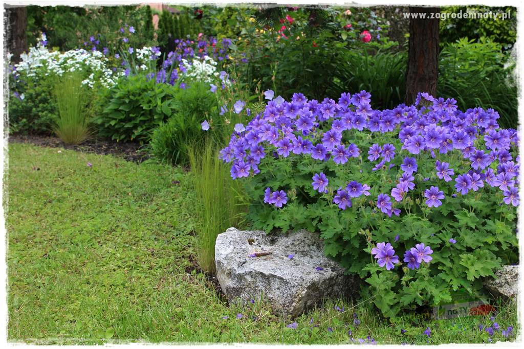 Ogrodowe studio fotograficzne 417