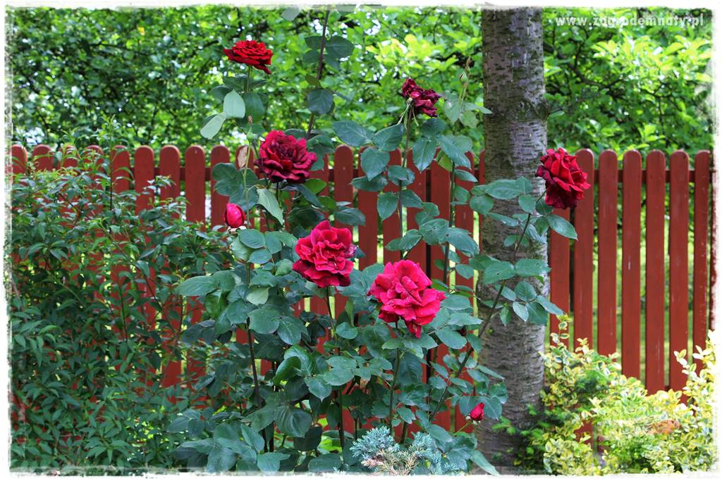 Ogrodowe studio fotograficzne 418