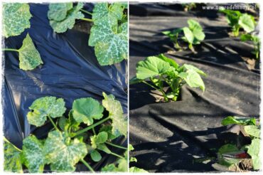 agrowłóknina ściółkująca 0