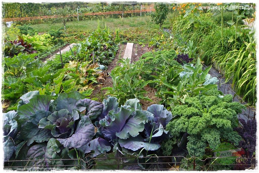 agrowłóknina ściółkująca 1 agrowłóknina ściółkująca 1