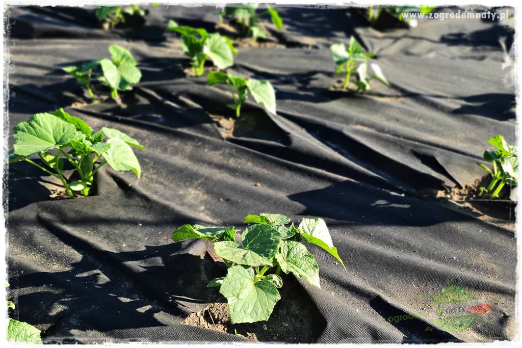 agrowłóknina ściółkująca 10