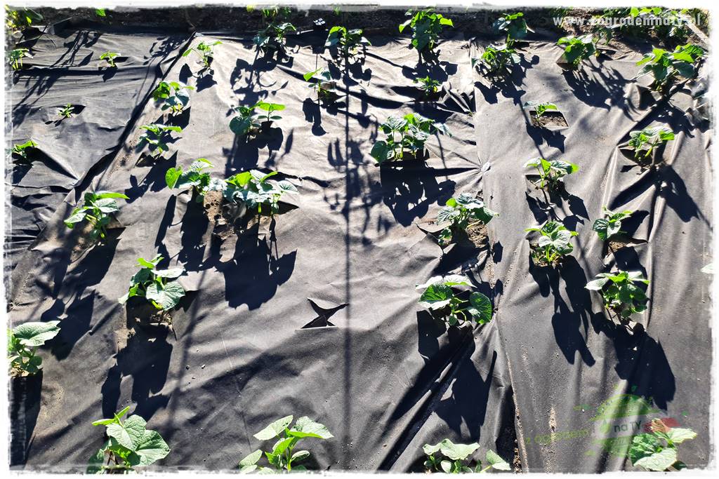 agrowłóknina ściółkująca 11