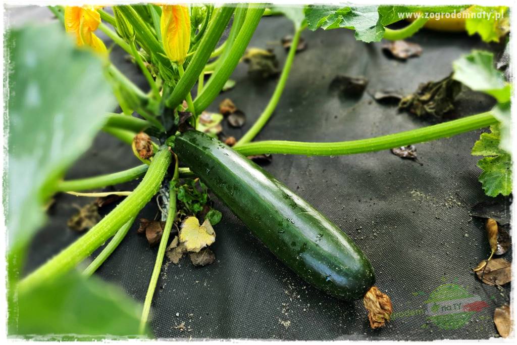 agrowłóknina ściółkująca 12