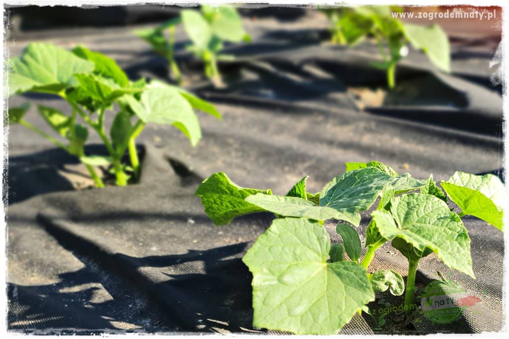 agrowłóknina ściółkująca 13